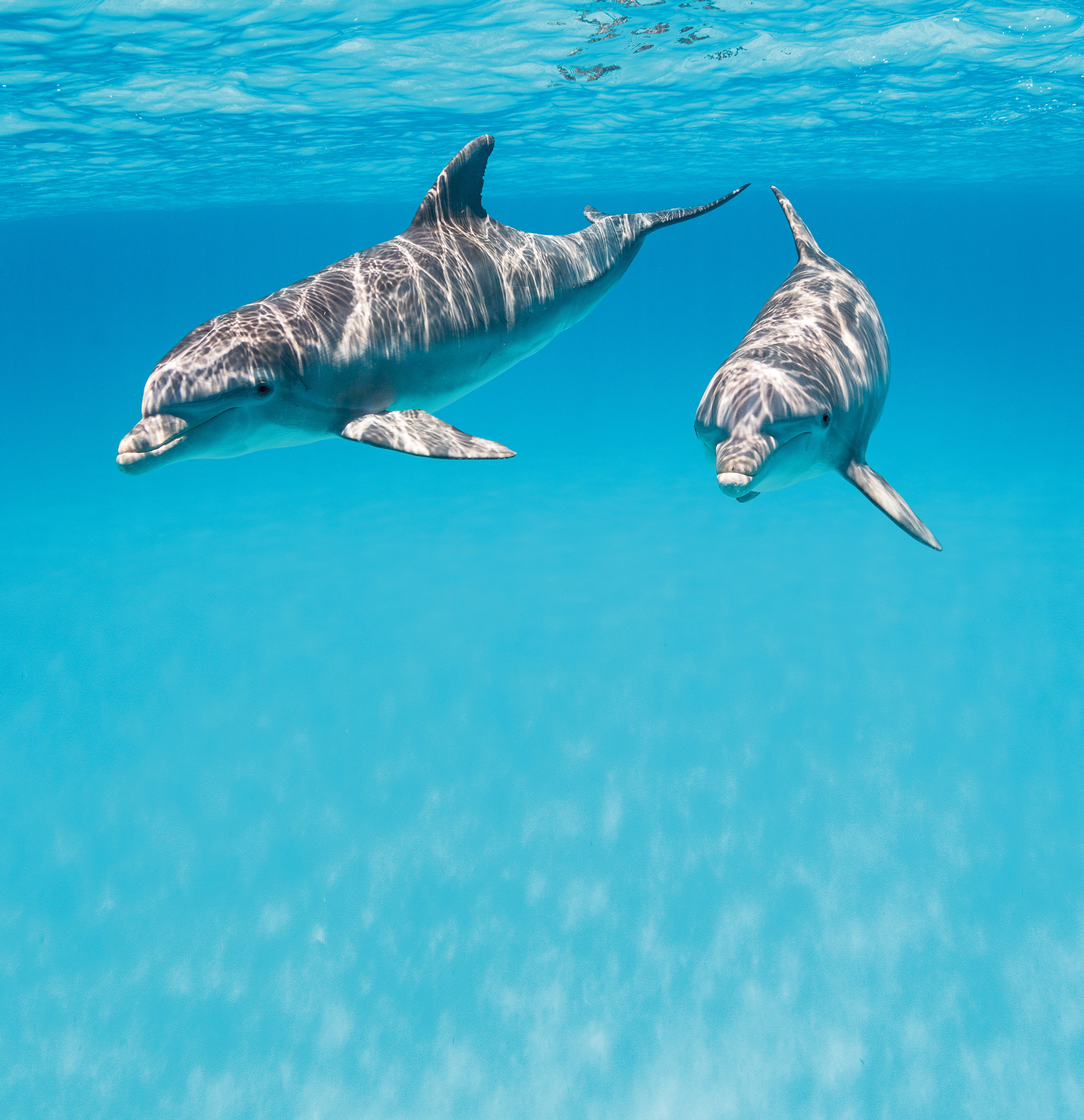 2Dolphins Bahamas.jpg